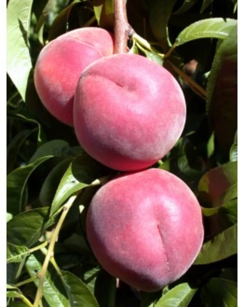 НОВЫЕ сорта саженцев персика/нектарина (США) от производителя!!! 2