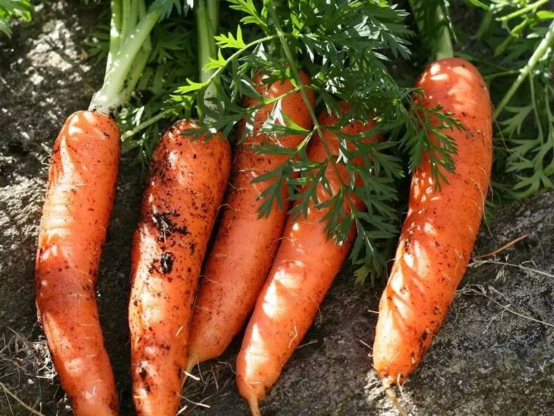 Продам морковь оптом,  от производителя.
