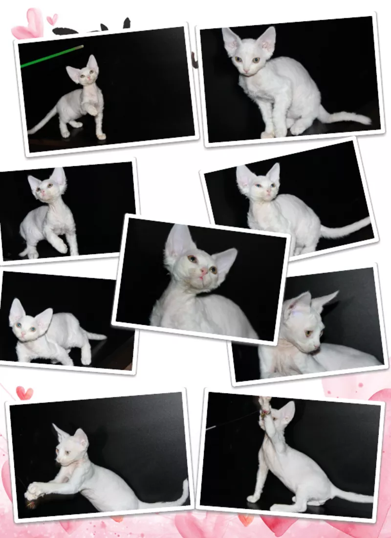 ДевонРекс,  белые котята!!! 2