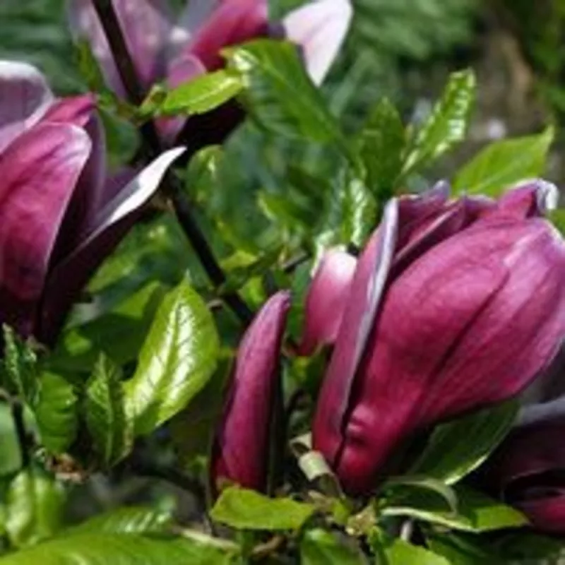 Магнолия Морозостойкая лилиецветная Нигра Nigra гибрид садовый 4