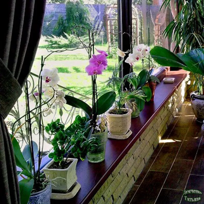 Догляд за рослинами в офісі,  ресторані / Уход за растениями в офисе 2