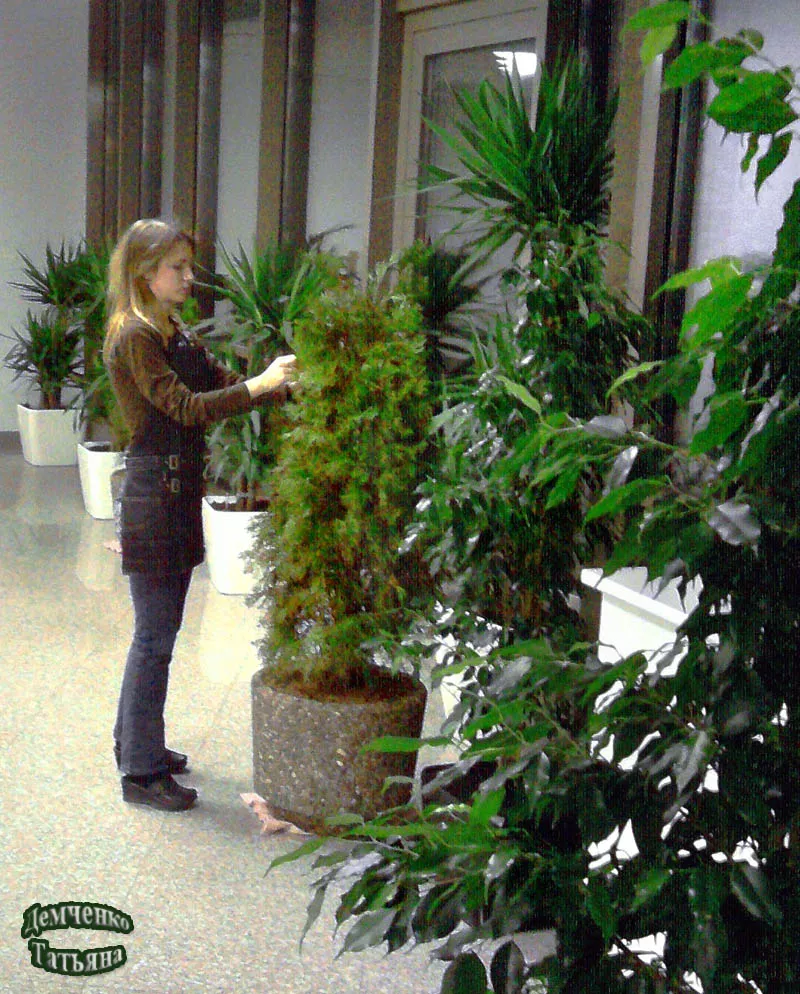 Догляд за рослинами в офісі,  ресторані / Уход за растениями в офисе 4