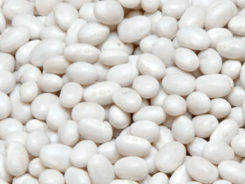 Квасоля оптом від виробника. 20 сортів в асортименті