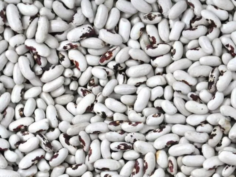 Квасоля в асортименті. Перевірені сорти