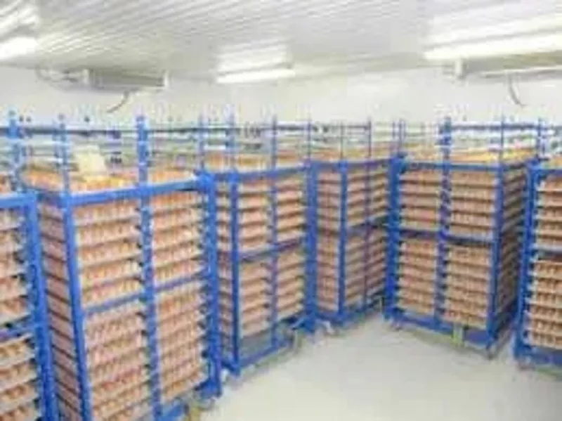 Холодильна камера Тривалого зберігання яєць (встановлення під ключ) 3