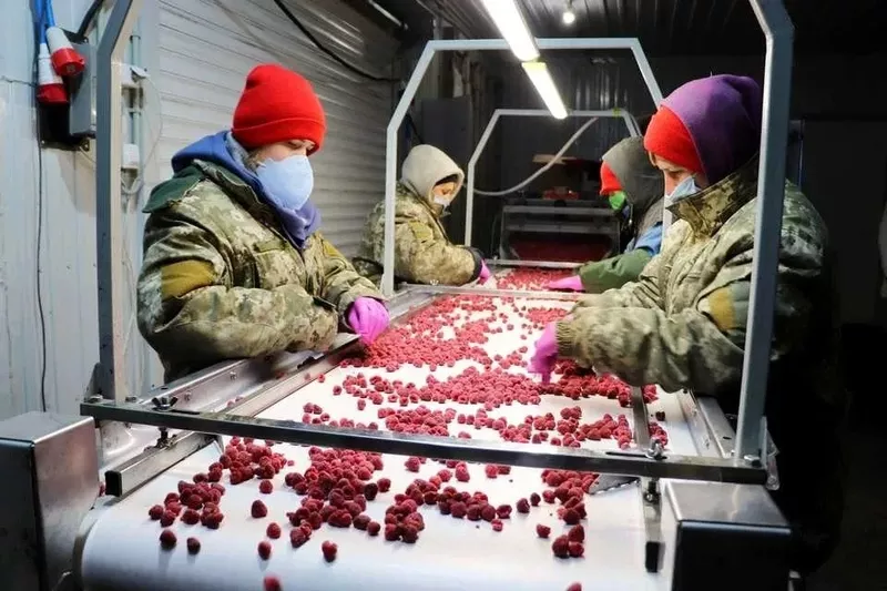 Xoлодильна та морозильна камери для Заморозки малини і суниці