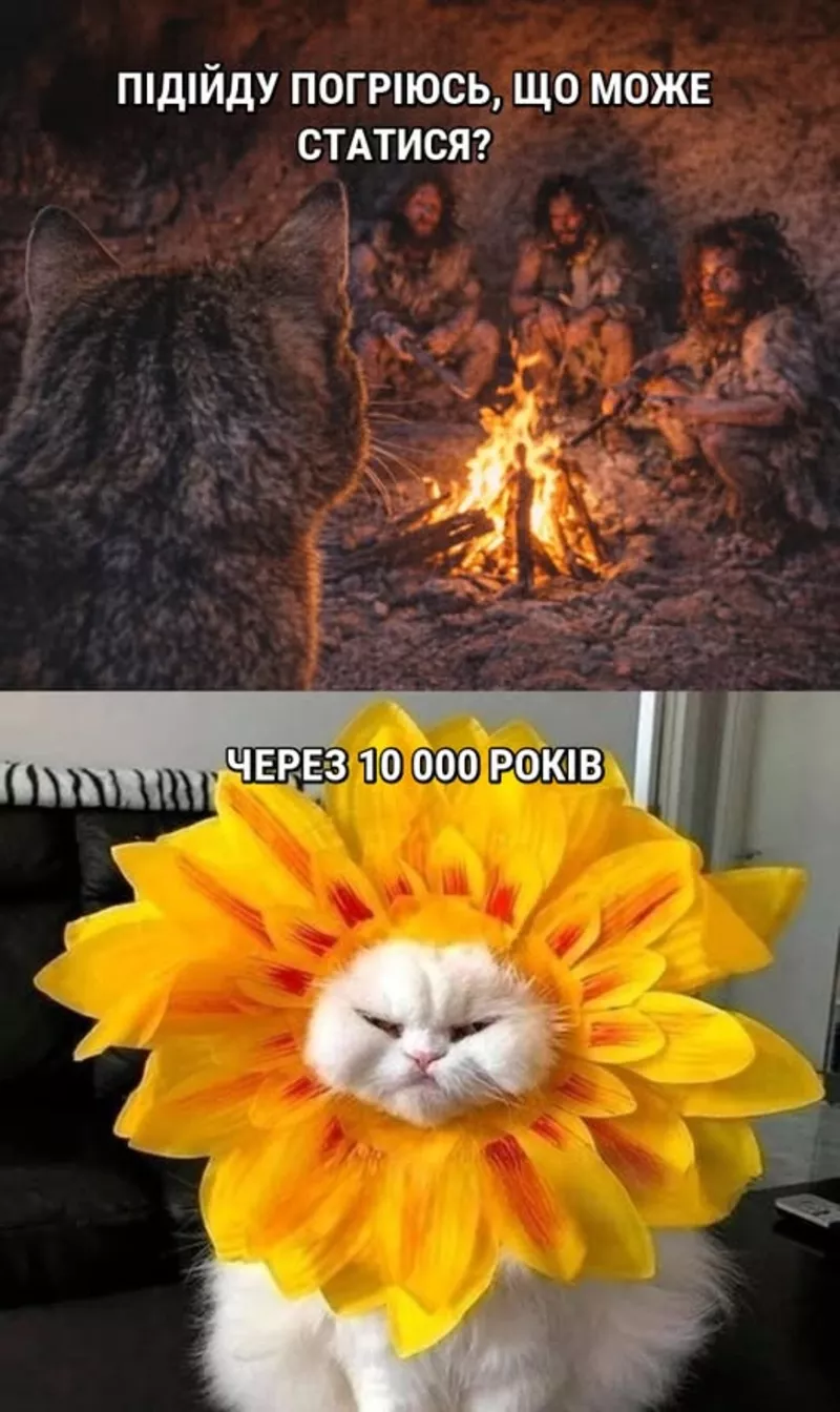 Ветеринарна допомога Дніпро 6