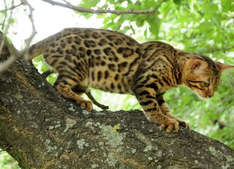 Бенгальская кошка  –  домашний мини-леопард  2