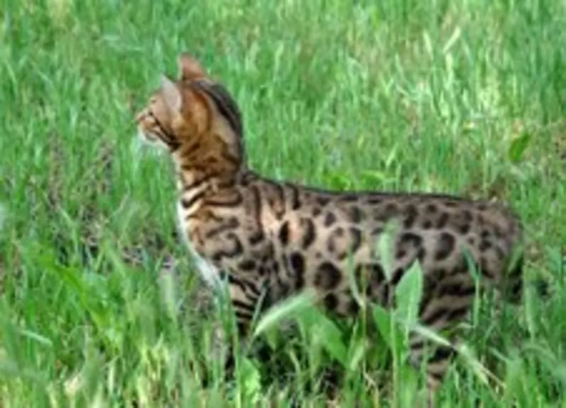 Бенгальская кошка  –  домашний мини-леопард  3