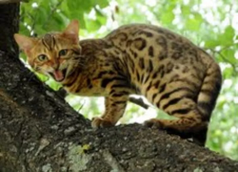 Бенгальская кошка  –  домашний мини-леопард 