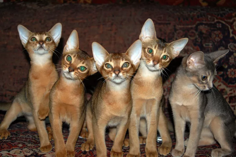 Абиссинские котята из питомника Exclusive ABY