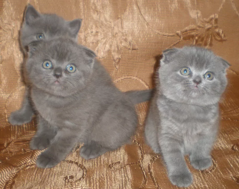 Продам шотландских вислоухих котят голубого окраса